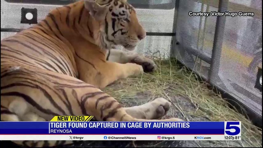 Escaped Reynosa tiger captured 'in good health'