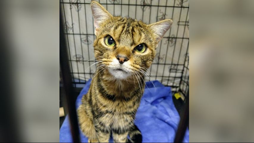 Ohio shelter cat becomes famous for his resting cranky face