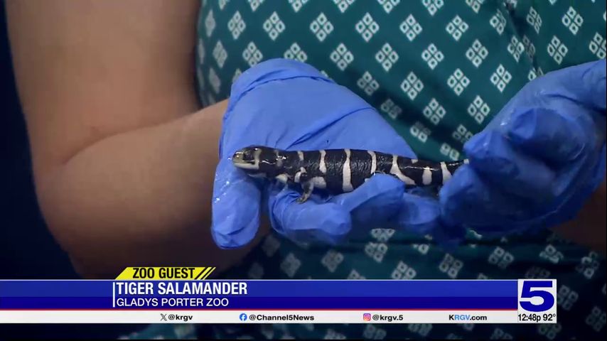 Zoo Guest: Tiger Salamander