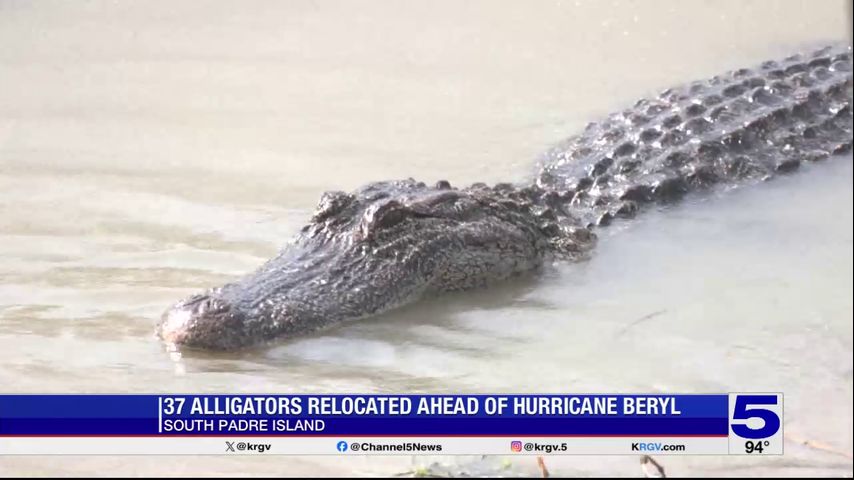 Alligators from South Padre Island arrive at new location in Beaumont