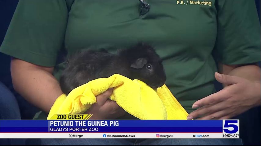 Zoo Guest: Petunio the Guinea Pig