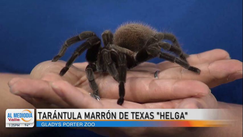 Tarántula marrón de Texas Helga de Gladys Porter Zoo