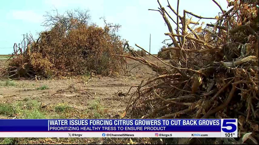 Valley citrus growers cutting back on watering groves due to drought conditions