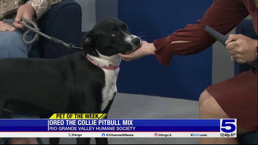 Pet of the Week: Oreo the collie-pitbull mix