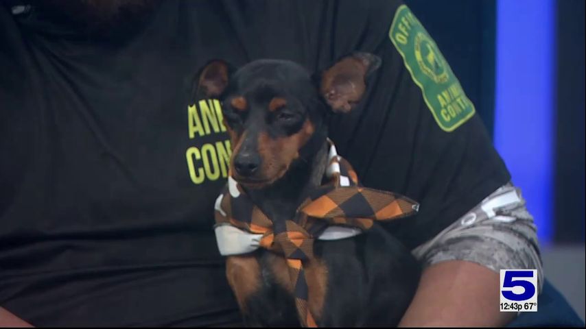 Pet of the Week: Rosemary, the nine-month-old miniature Pinscher