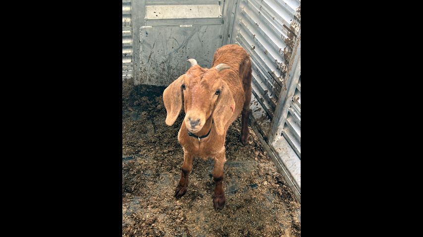 Willy the Texas rodeo goat, on the lam for weeks, has been found safe