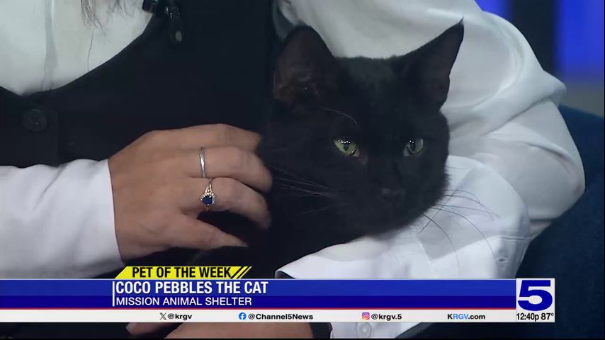 Pet of the Week: Coco Pebbles the cat