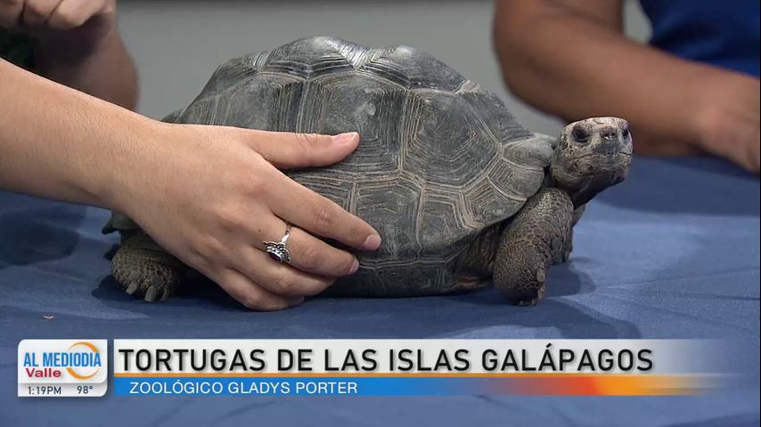 Desde el Zoológico: ¡Conozcan a las tortugas de las islas Galápagos!