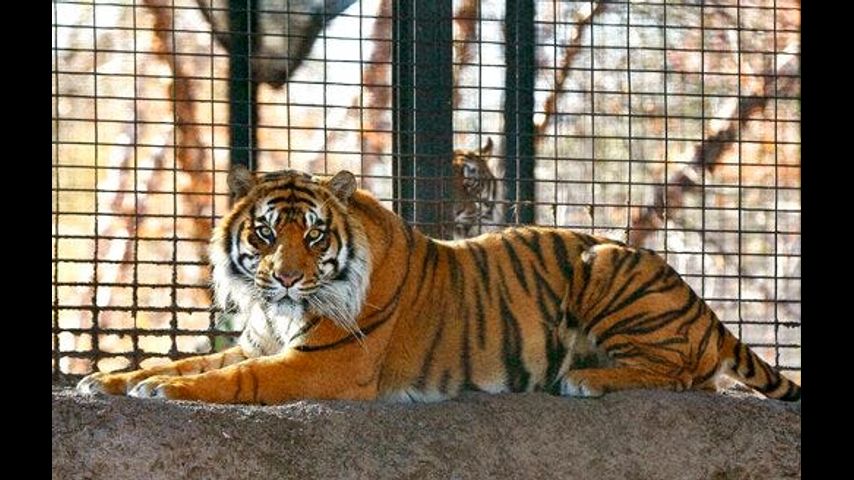 Topeka Zoo: Protocols weren't followed before tiger attack
