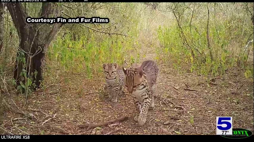 Researchers working to save endangered ocelots in the RGV