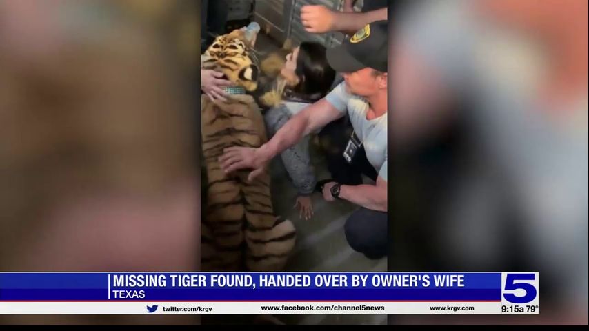 Police: Missing Texas tiger has been found safe, healthy