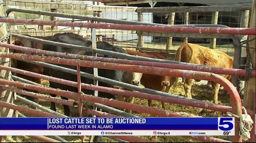 Unclaimed cattle to be auctioned off