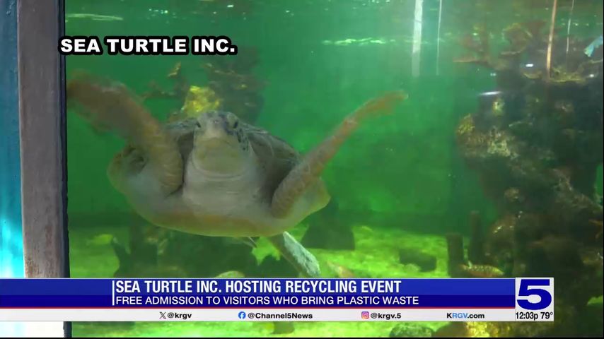 Sea Turtle Inc. offering free admission to visitors who participate in recycling event