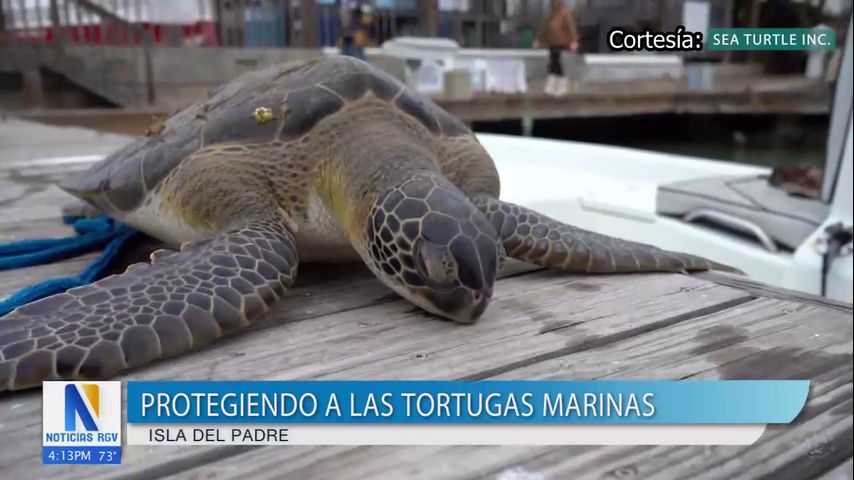 Protegiendo a las tortugas marinas en la Isla del Padre