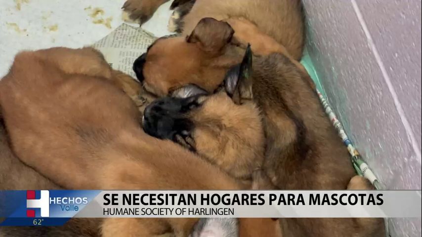 El albergue de animales en Harlingen busca ayuda de la comunidad