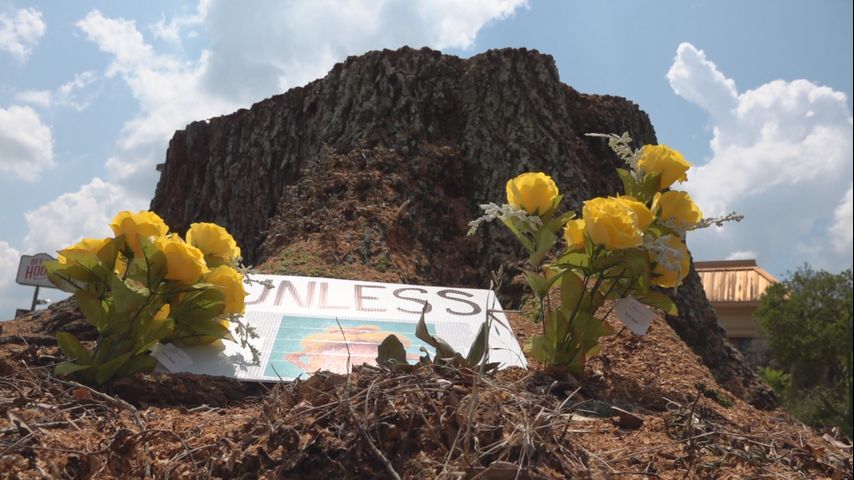 Historic Virginia oaks are being cut down to build a new business in Gonzales