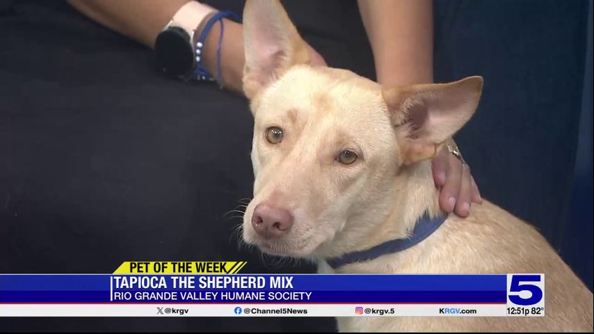 Pet of the Week: Tapioca, the Shepherd mix