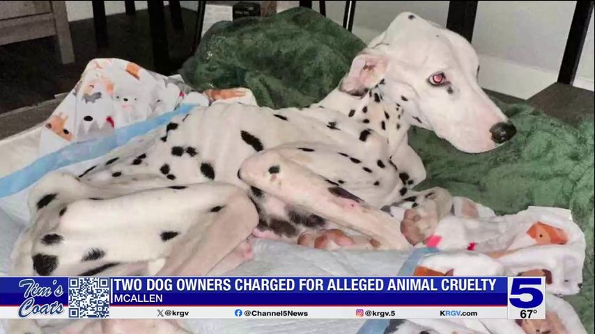 McAllen dog owners cited on animal cruelty charge following social media outcry