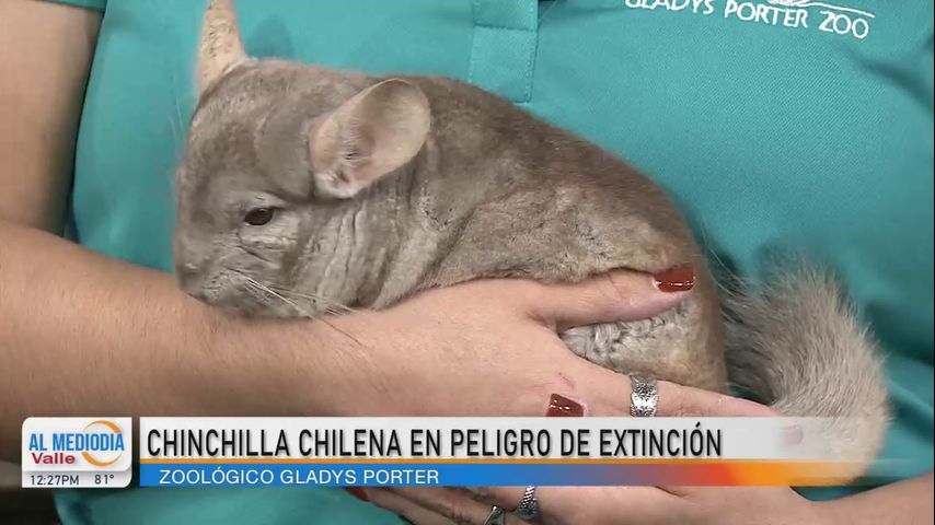 Desde el Zoológico: La chinchilla chilena