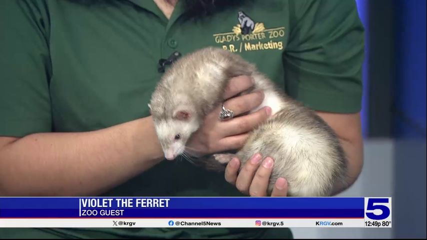 Zoo Guest: Violet the ferret