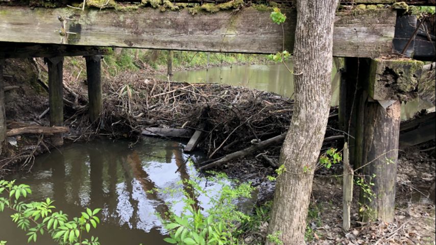 Crews battling beaver dams to fix drainage problems in Central