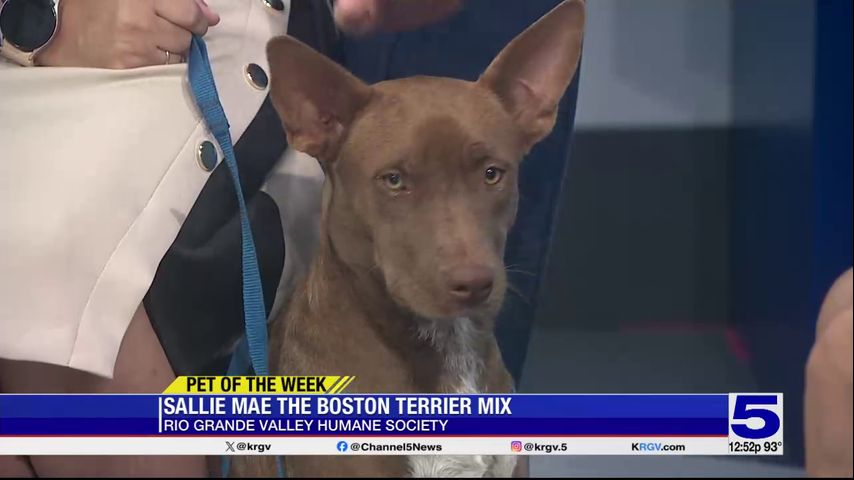 Pet of the Week: Sallie Mae the Boston Terrier Mix