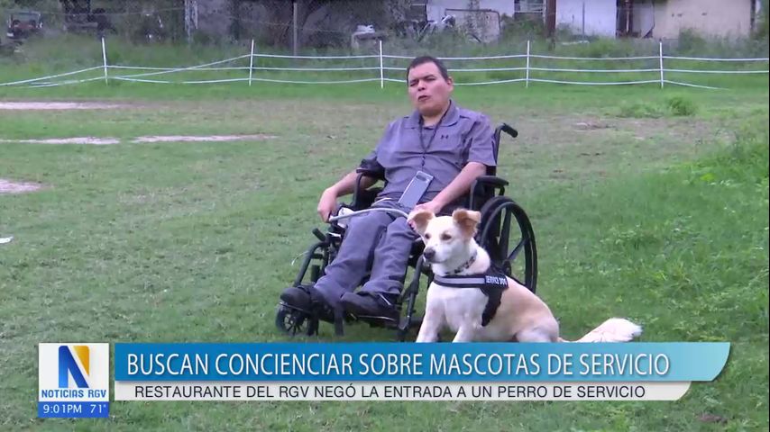 Solicitan admitir el ingreso de los perros de servicio a los establecimientos