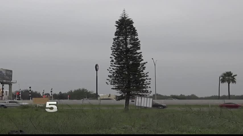 The Tree Lovely As A Tree