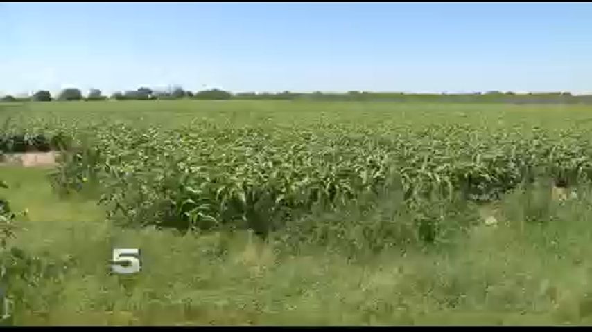 Sugarcane Aphids Zeroing in on Valley Crops
