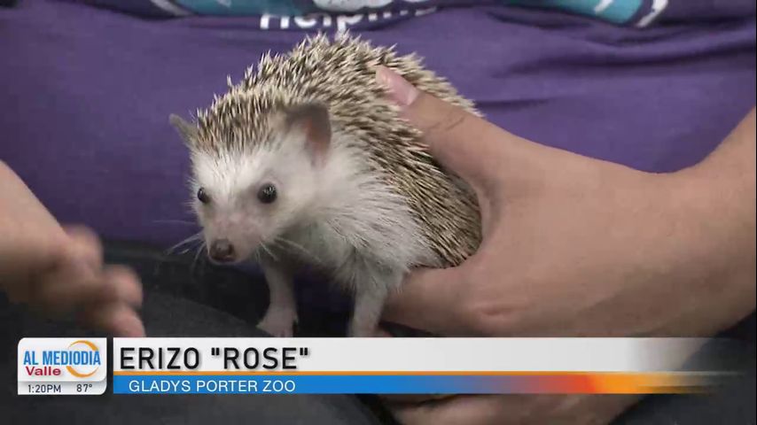 Desde el Zoológico: Rose, el erizo