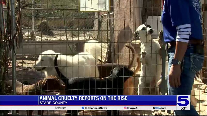 Animal rescue workers say cruelty reports on the rise in Starr County