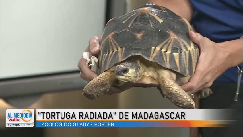 Desde el Zoológico: La tortuga radiada de Madagascar