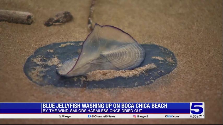 Blue jellyfish washing up on Boca Chica Beach