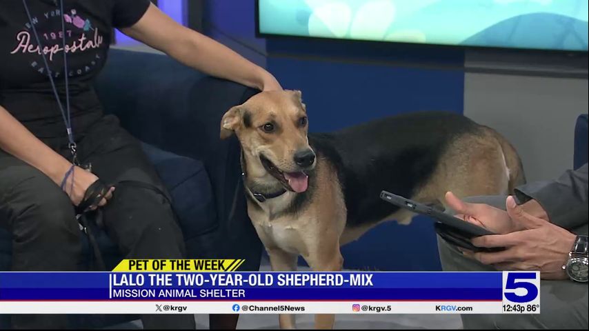 Pet of the Week: Lalo the shepherd mix