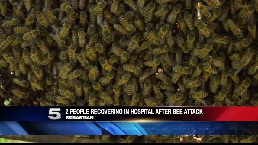 Valley Doctor Explains the Dangers of Being Stung by Africanized Bees