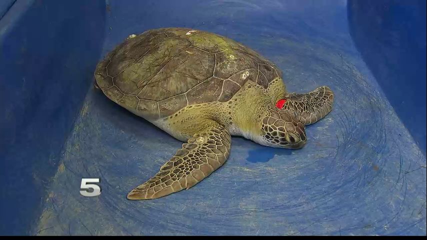 More Than 200 Cold-Stunned Sea Turtles Rescued from Gulf