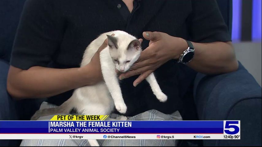 Pet of the Week: Marsha the cat