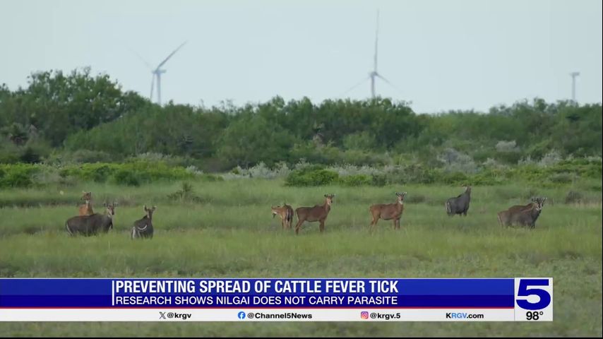 Study shows fever tick infection isn't spreading through nilgai