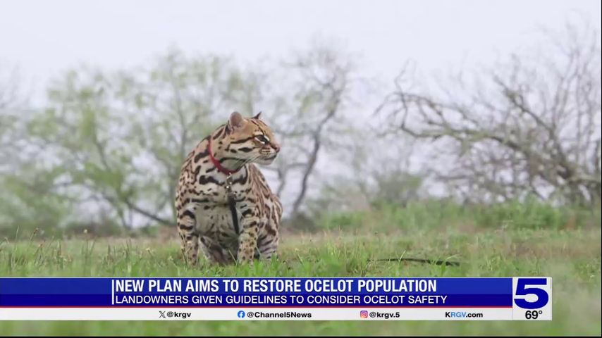 Willacy County ranch looks to get landowners involved in new ocelot reintroduction plan