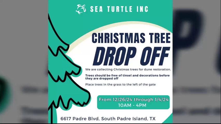 Sea Turtle Inc. accepting natural Christmas trees to help restore, stabilize sand dunes