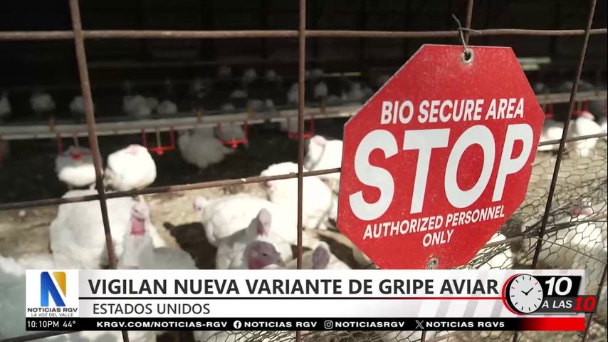 CDC vigila nueva variante de gripe aviar D1.1