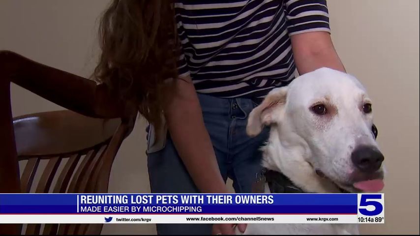 Reuniting lost pets with owners made easier with microchipping, animal shelter says