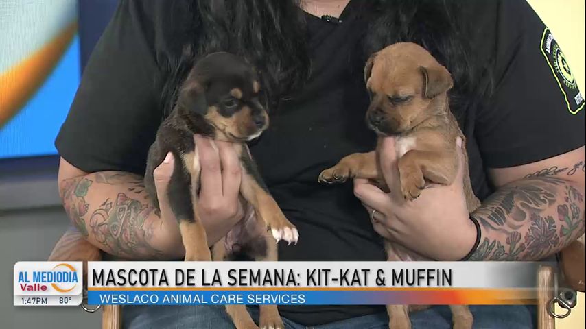 Comunidad: ¡Conozcan a la mascota de la semana, Kit-Kat y Muffin!