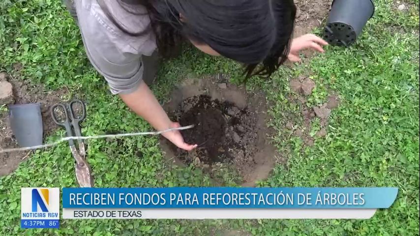 Estado de Texas recibe fondos para reforestación de árboles