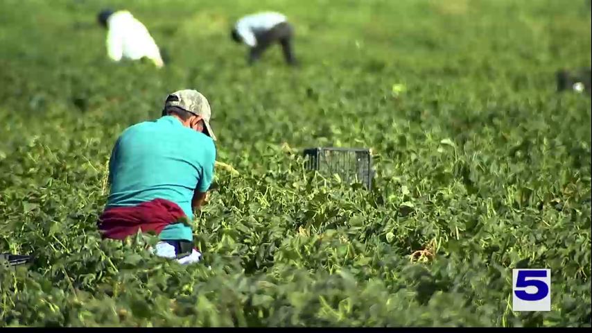Pharr farm looking for workers to help pick produce before colder temperatures arrive