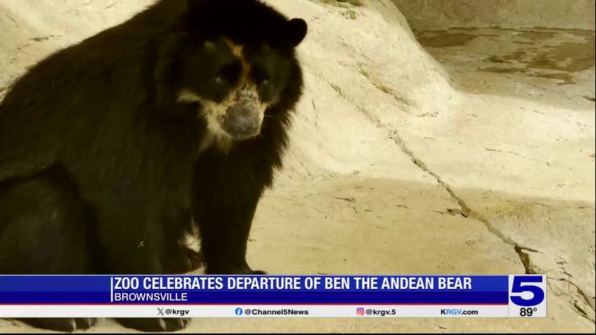 Gladys Porter Zoo bear departing to New Mexico