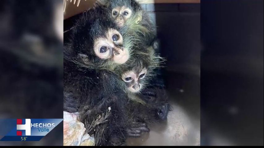 Aduanas y Protección Fronteriza encuentra monos araña en puente internacional Progreso