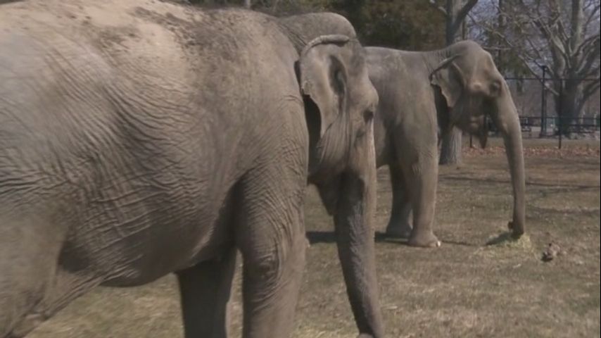 Judge denies legal request to grant elephants personhood