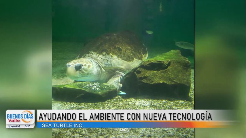 La Voz del Valle: Sea Turtle Inc ayuda el ambiente con nueva tecnología