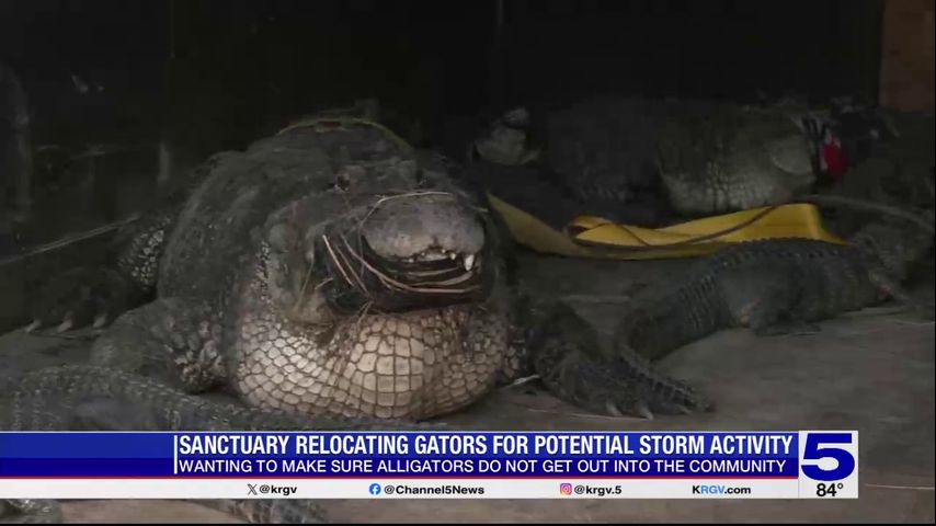 South Padre Island sanctuary relocating gators for potential storm activity